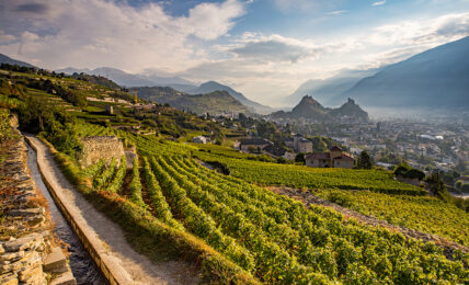 Der Weinbau prägt das Rhonetal.