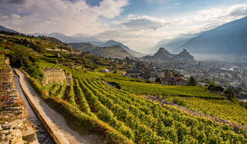 Der Weinbau prägt das Rhonetal.