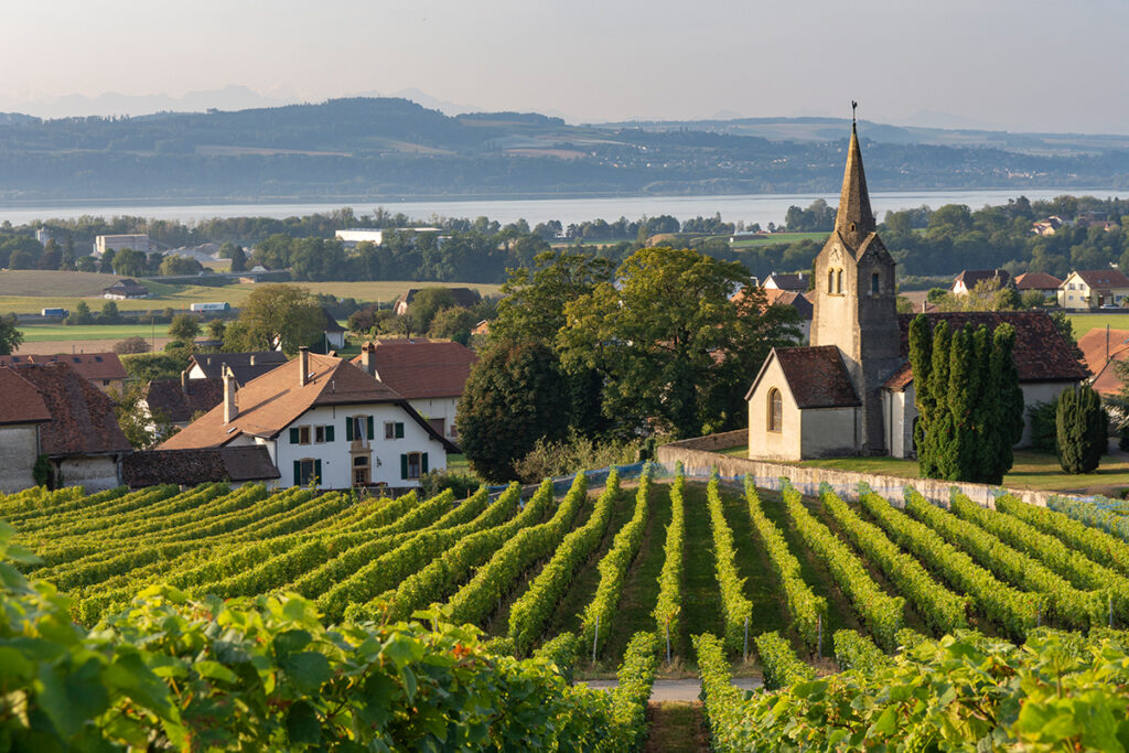 Die Rebhänge bei Bonvillars in der Region Yverdon-les-Bains