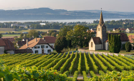 Die Rebhänge bei Bonvillars in der Region Yverdon-les-Bains