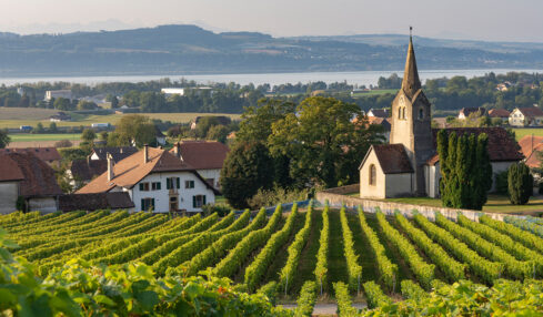 Die Rebhänge bei Bonvillars in der Region Yverdon-les-Bains