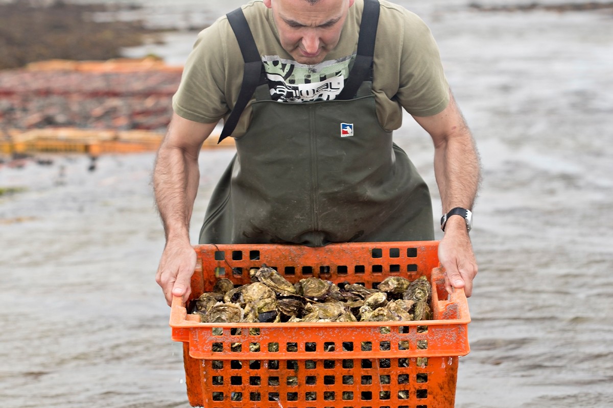 In Irland sehr gefragt: Miesmuscheln, Krabben, Lachs und Austern