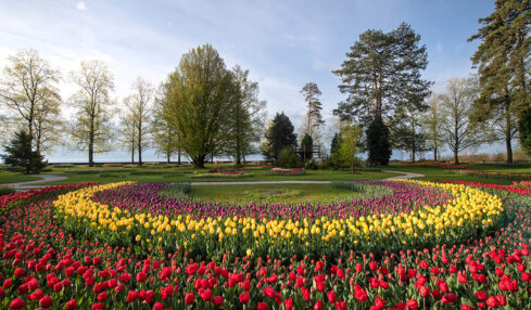 Kulturtipps aus Morges: Tulpen