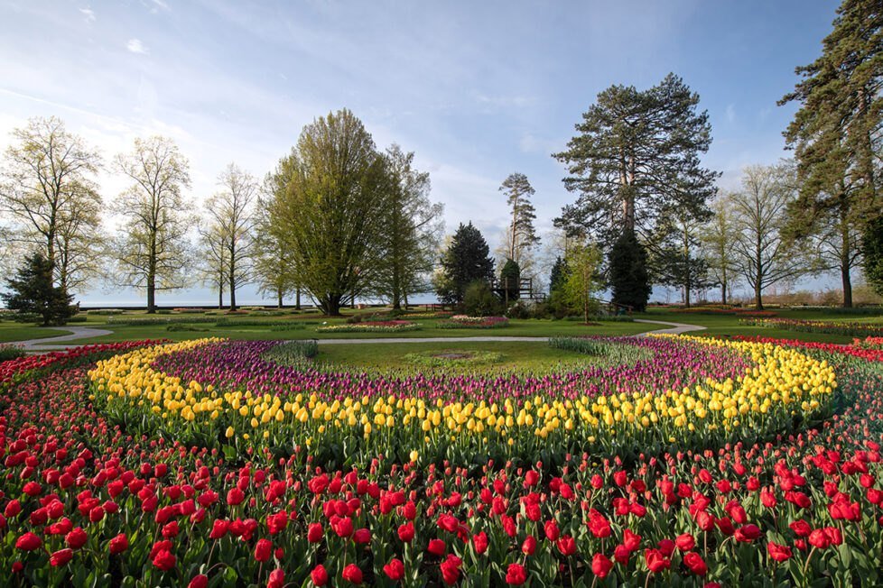 Kulturtipps aus Morges: Tulpen