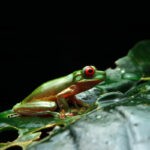In der Regenzeit suchen Frösche in Costa Rica «singend» nach Partnerinnen.