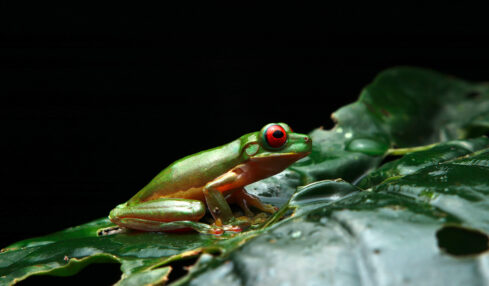 In der Regenzeit suchen Frösche in Costa Rica «singend» nach Partnerinnen.