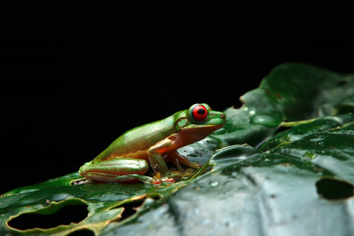 In der Regenzeit suchen Frösche in Costa Rica «singend» nach Partnerinnen.
