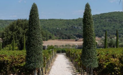 Garten: "Izmir-Urla-Vineyards"