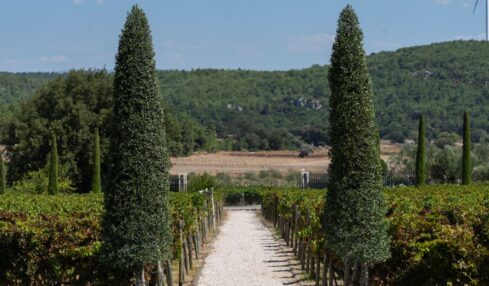 Garten: "Izmir-Urla-Vineyards"