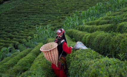 Tea-Harvest