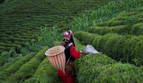 Tea-Harvest