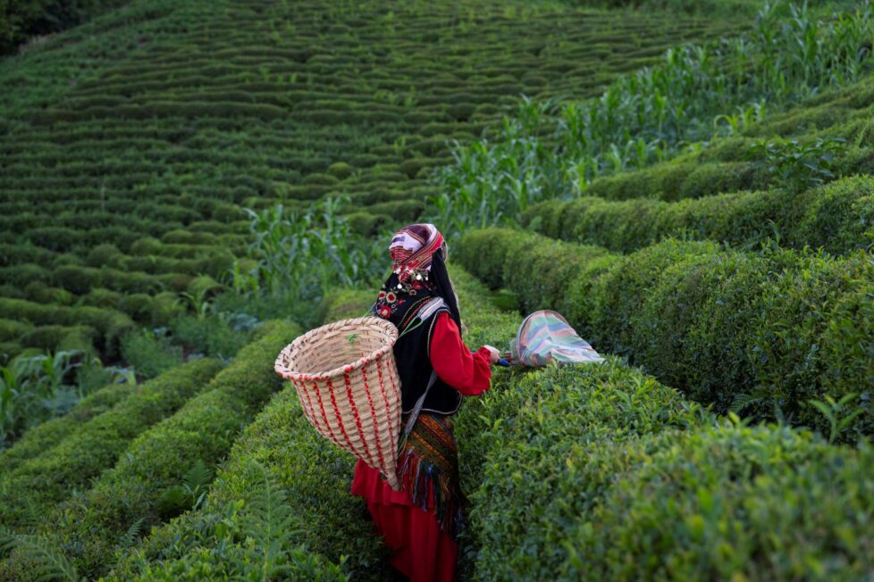 Tea-Harvest