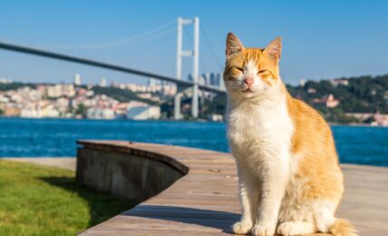 Katze vor Fluss und Brücke