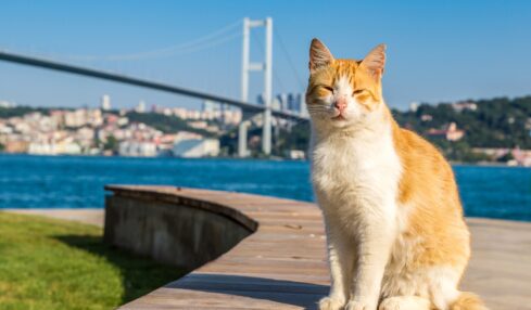 Katze vor Fluss und Brücke