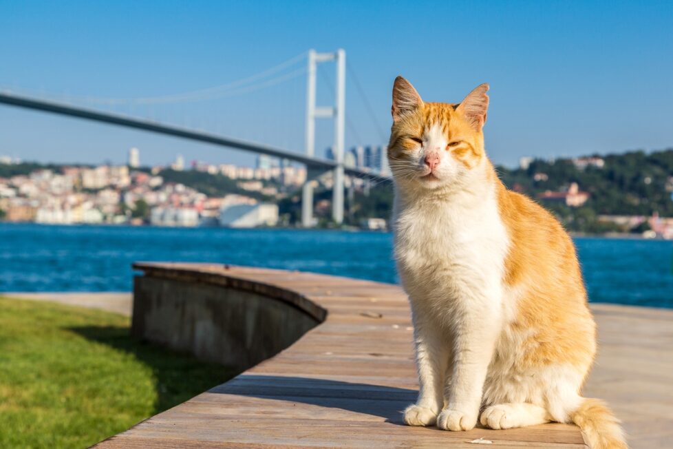 Katze vor Fluss und Brücke